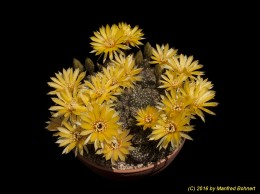 Lobivia arachnacantha 147